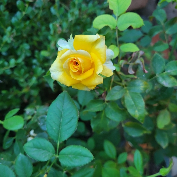 Meet your Posher, Tracy - Picture 11 of 11